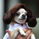 Illustration for article titled The Absolute Cutest Dog Cosplay of All Time